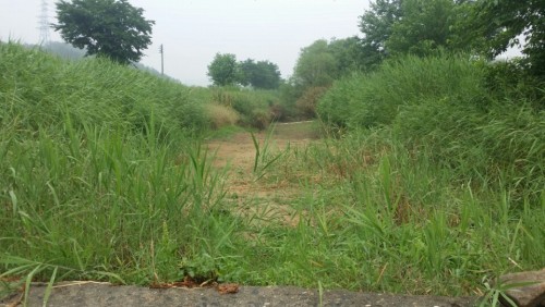 등동천상류 (2).jpeg