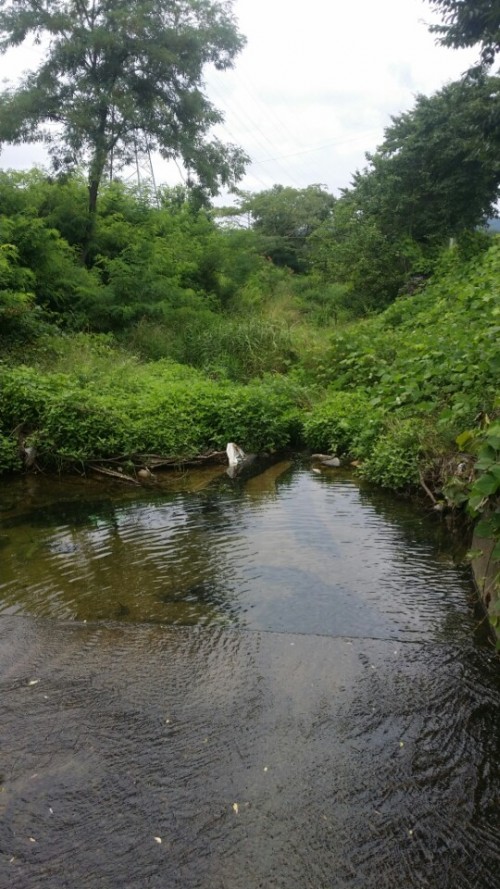 등동천 상류 (2).jpg