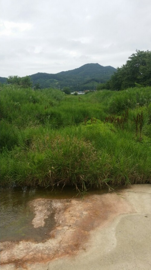 등동천 하류 (1).jpg